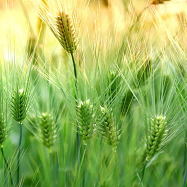 Adeptus Mechanicus - In an open Field