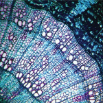 Bluetech - Petite Constellations